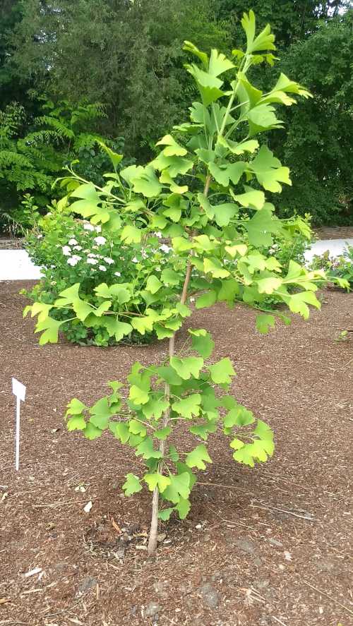 Young Ginkgo tree with leaves next to small sign in garden area